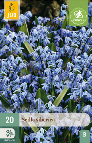 X 20 SCILLA SIBERICA