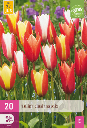 X 20 TULIPA CLUSIANA MIX (vervalt 2026)