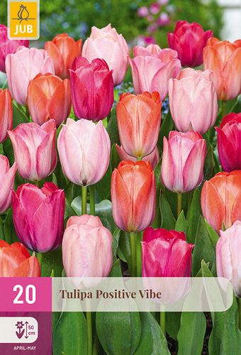 X 20 TULIPA POSITIVE VIBE