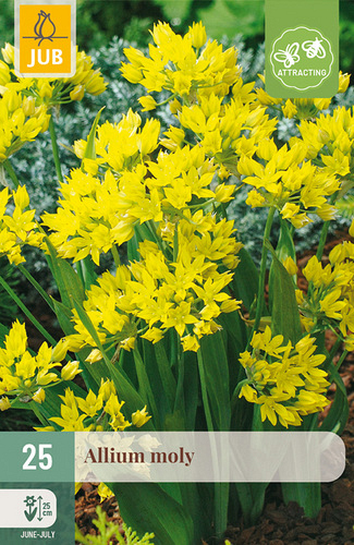 X 25 ALLIUM MOLY