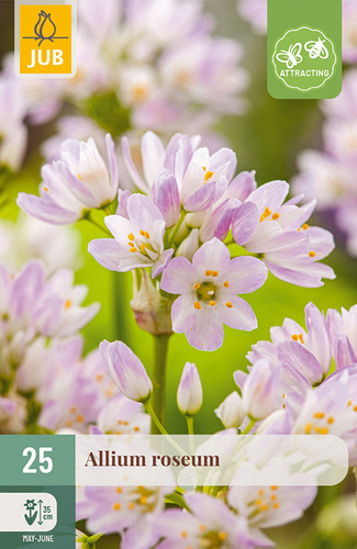 X 25 ALLIUM ROSEUM