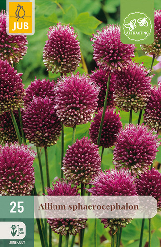 X 25 ALLIUM SPHAEROCEPHALON