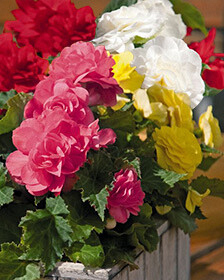 X 25 BEGONIA GRANDIFLORA MIX