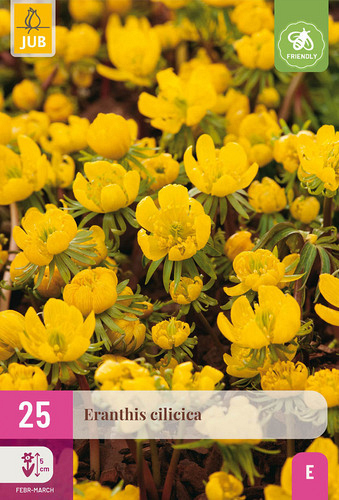 X 25 ERANTHIS CILICICA