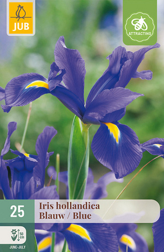 X 25 IRIS HOLLANDICA BLAUW NJ