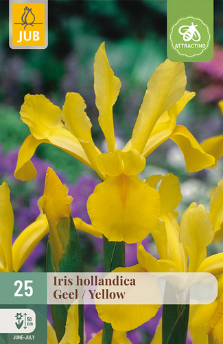X 25 IRIS HOLLANDICA GEEL NJ
