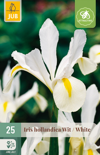 X 25 IRIS HOLLANDICA WIT NJ