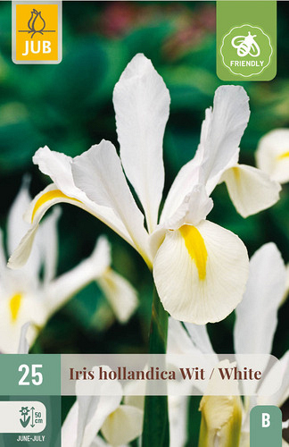 X 25 IRIS HOLLANDICA WIT NJ