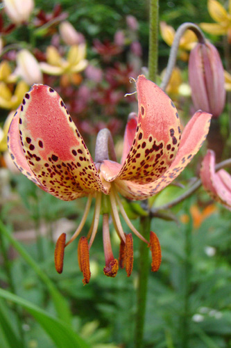 X 25 LILIUM MANITOBA MORNING