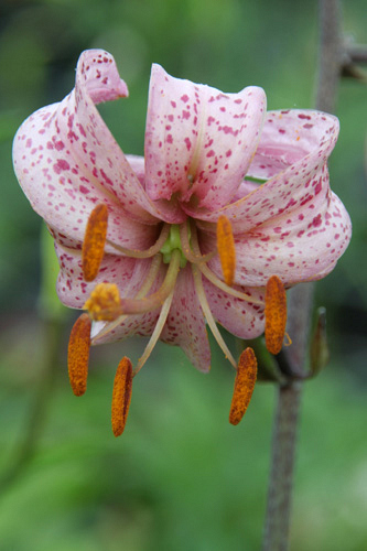X 25 LILIUM PURPLE MORNING