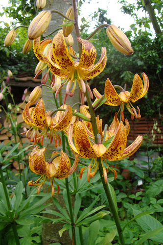 X 25 LILIUM SUNNY MORNING