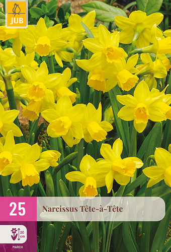 X 25 NARCISSUS  TETE-A-TETE