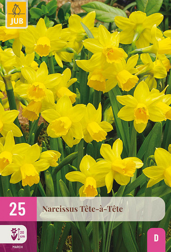 X 25 NARCISSUS  TETE-A-TETE