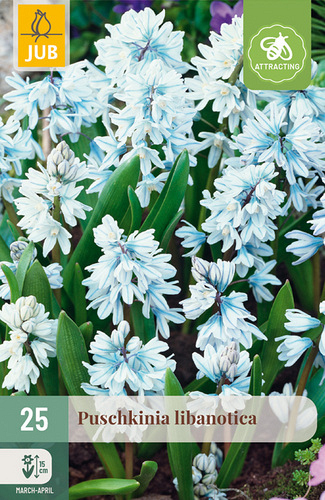 X 25 PUSCHKINIA LIBANOTICA