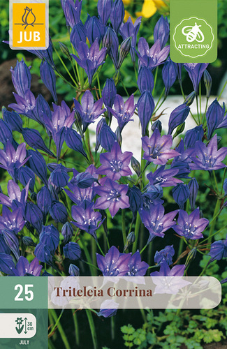 X 25 TRITELEIA CORRINA NJ