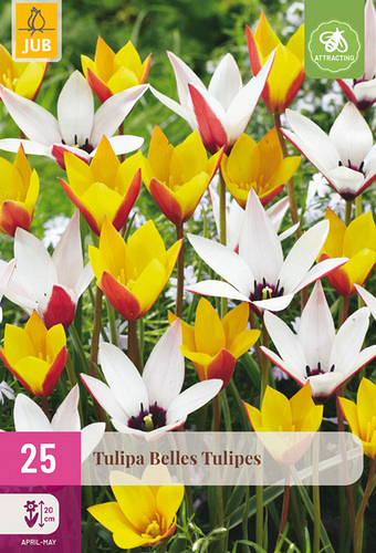 X 25 TULIPA BELLES TULIPES