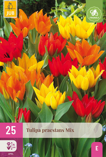 X 25 TULIPA PRAESTANS MIX