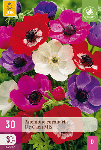 X 30 ANEMONE DE CAEN MIX VJ
