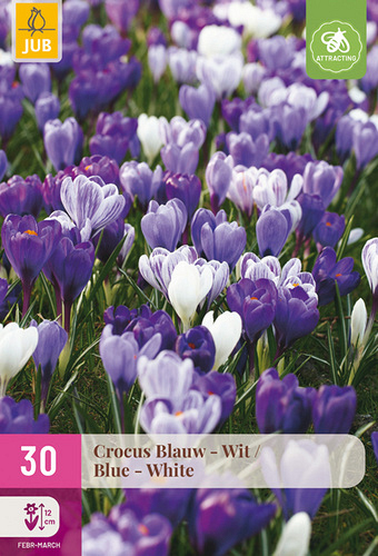 X 30 CROCUS BLAUW - WIT