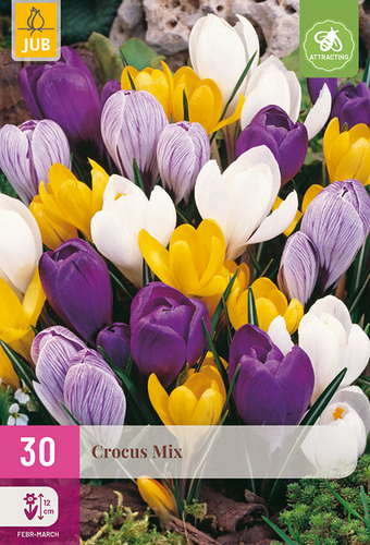 X 30 CROCUS GROOTBLOEMIG MIX