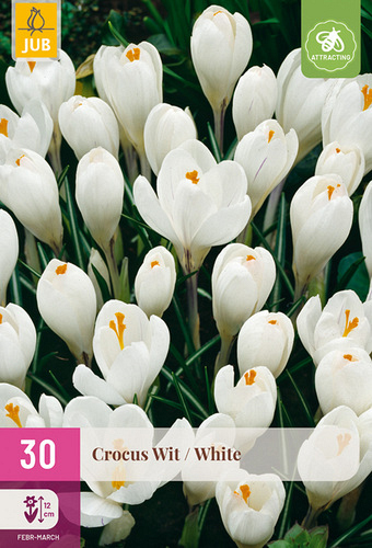 X 30 CROCUS WIT