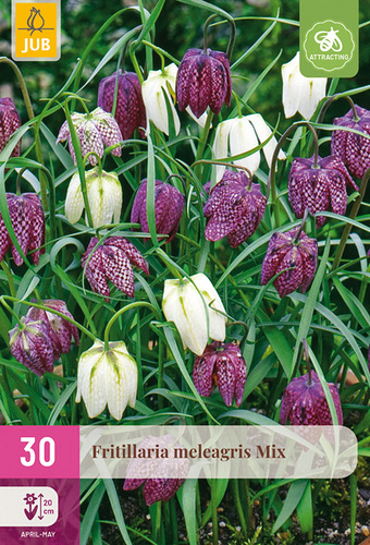 X 30 FRITILLARIA MELEAGRIS MIX