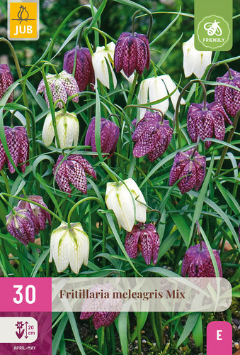 X 30 FRITILLARIA MELEAGRIS MIX
