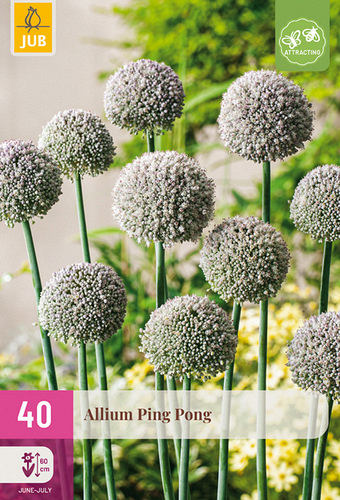 X 40 ALLIUM PING PONG