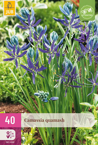 X 40 CAMASSIA QUAMASH