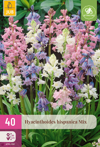 X 40 HYACINTHOIDES HISPANICA MIX