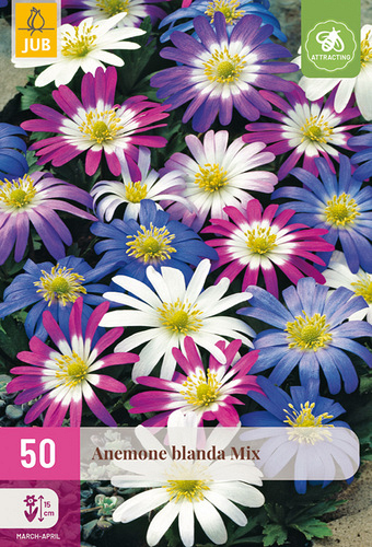 X 50 ANEMONE BLANDA MIX