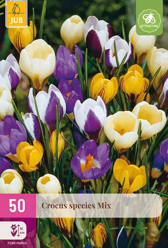 X 50 CROCUS SPECIES MIX