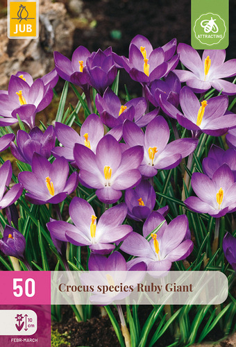 X 50 CROCUS SPECIES RUBY GIANT