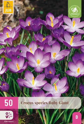 X 50 CROCUS SPECIES RUBY GIANT