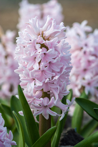 X   50 HYACINTHUS CHINA PINK