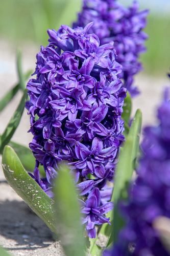 X   50 HYACINTHUS DUBBEL BLAUW