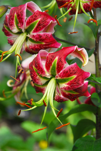 X 50 LILIUM BLACK BEAUTY