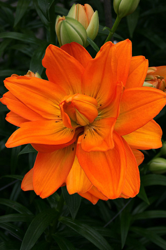 X 50 LILIUM HULK