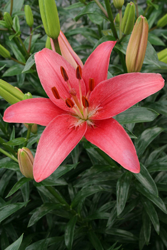 X 50 LILIUM SYLT