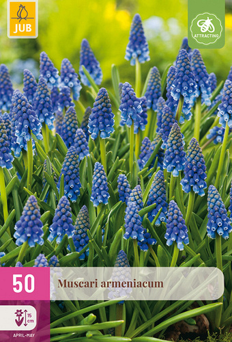 X 50 MUSCARI ARMENIACUM