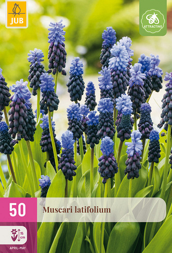 X 50 MUSCARI LATIFOLIUM
