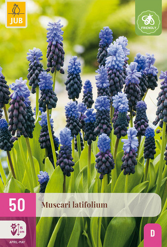 X 50 MUSCARI LATIFOLIUM