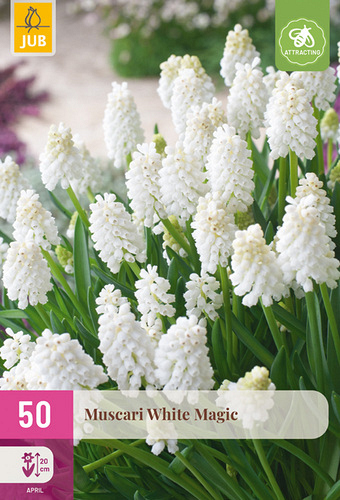 X 50 MUSCARI WHITE MAGIC
