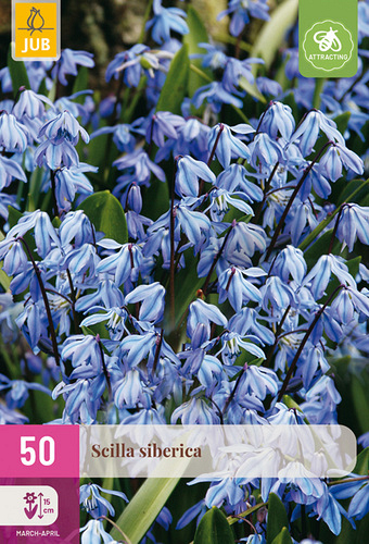 X 50 SCILLA SIBERICA