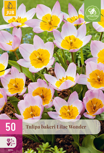 X 50 TULIPA BAKERI LILAC WONDER