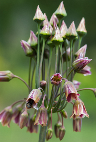 X 100 ALLIUM SICULUM