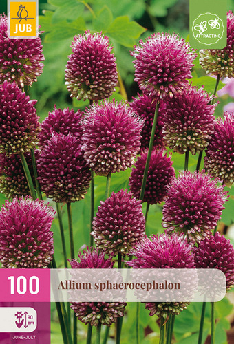 X 100 ALLIUM SPHAEROCEPHALON