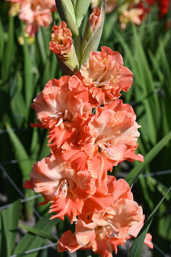 X 100 GLADIOLUS CORAL CRUSH