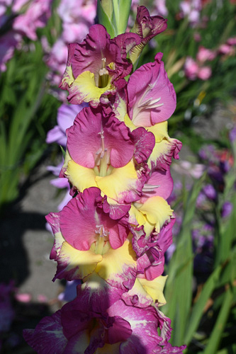 X 100 GLADIOLUS EXTRAVERT