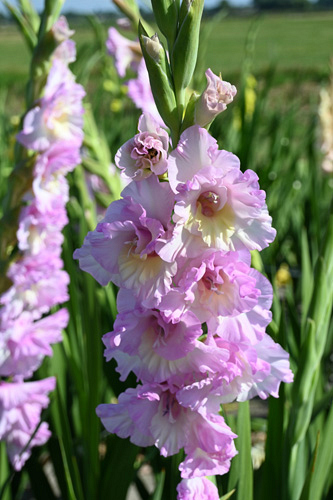 X 100 GLADIOLUS MAGENTA PRINCESS